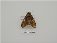 藏品(白菇舟蛾)的圖片